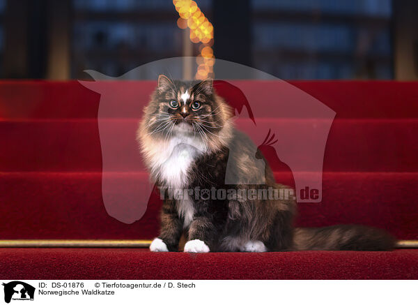 Norwegische Waldkatze / Norwegian Forest Cat / DS-01876