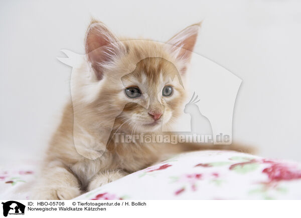 Norwegische Waldkatze Ktzchen / Norwegian Forest Cat Kitten / HBO-05706