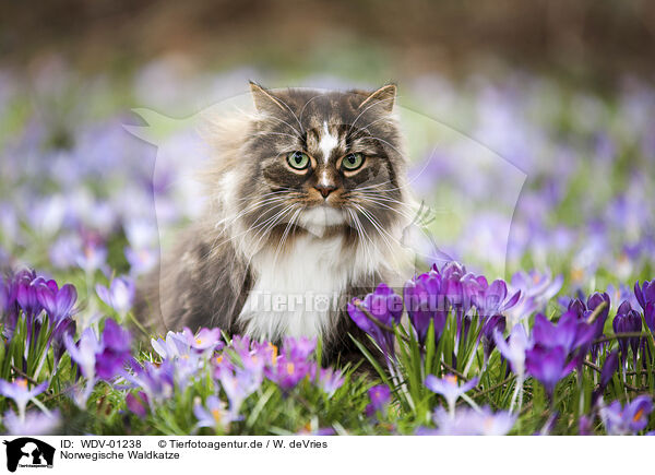 Norwegische Waldkatze / WDV-01238