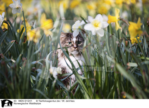 Norwegische Waldkatze / WDV-01241