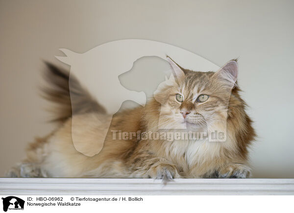 Norwegische Waldkatze / Norwegian Forest Cat / HBO-06962