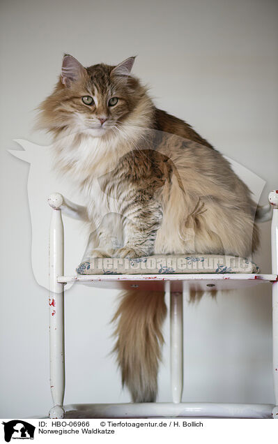 Norwegische Waldkatze / Norwegian Forest Cat / HBO-06966