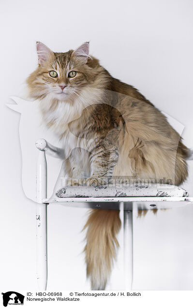 Norwegische Waldkatze / Norwegian Forest Cat / HBO-06968