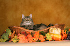 lying Norwegian Forest Cat