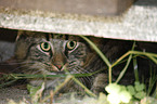 Norwegische Waldkatze Portrait