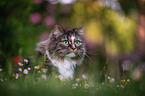 Norwegische Waldkatze vor Blumen