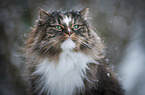 Norwegische Waldkatze Portrait