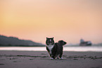 Norwegische Waldkatze am Strand