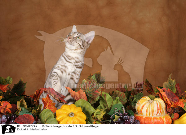 Ocicat in Herbstdeko / Ocicat in autumnal decoration / SS-07742