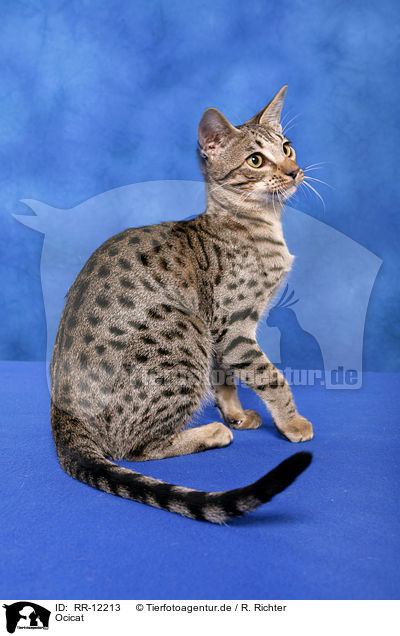 Ocicat / Ocicat / RR-12213