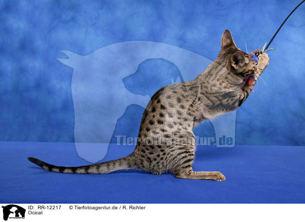 Ocicat / Ocicat / RR-12217