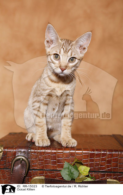 Ocicat Kitten / Ocicat Kitten / RR-15023