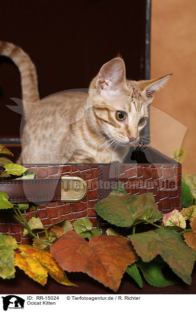 Ocicat Kitten / Ocicat Kitten / RR-15024