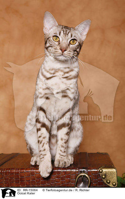 Ocicat Kater / Ocicat tomcat / RR-15064