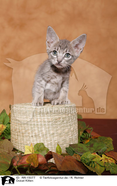 Ocicat Kitten / Ocicat Kitten / RR-15077