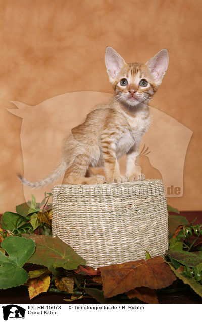 Ocicat Kitten / Ocicat Kitten / RR-15078