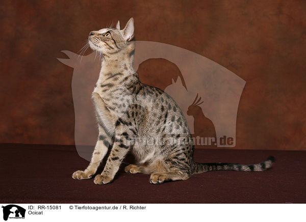 Ocicat / Ocicat / RR-15081