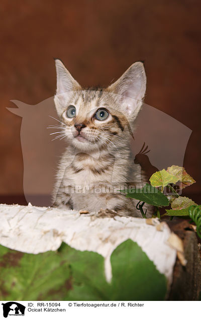 Ocicat Ktzchen / Ocicat Kitten / RR-15094