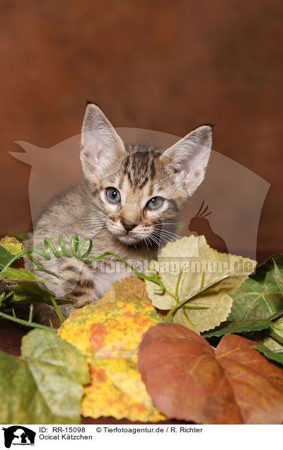 Ocicat Ktzchen / Ocicat Kitten / RR-15098