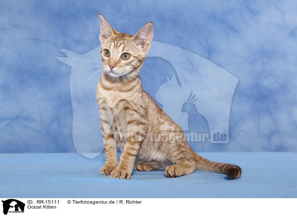 Ocicat Kitten / Ocicat Kitten / RR-15111