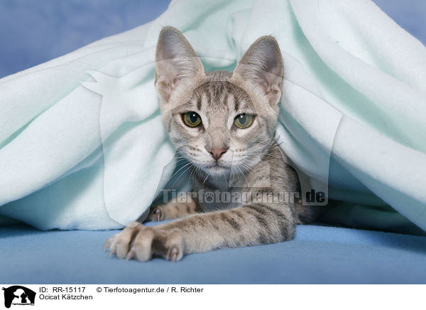 Ocicat Ktzchen / Kitten / RR-15117