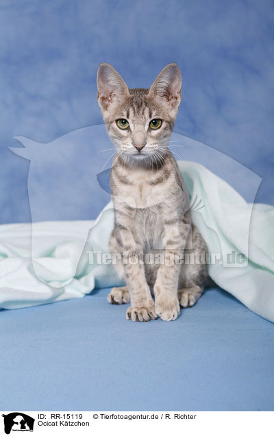 Ocicat Ktzchen / Kitten / RR-15119