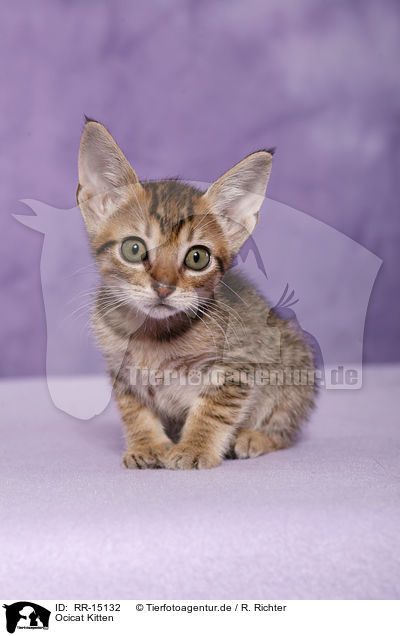 Ocicat Kitten / Ocicat Kitten / RR-15132