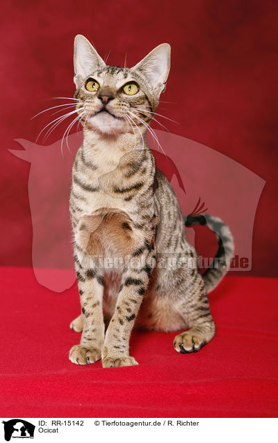 Ocicat / Ocicat / RR-15142