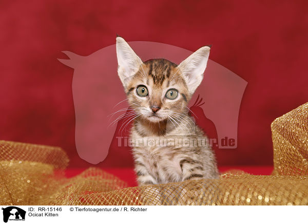 Ocicat Kitten / Ocicat Kitten / RR-15146