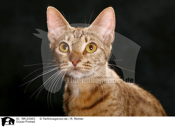 Ocicat Portrait / Ocicat Portrait / RR-20963