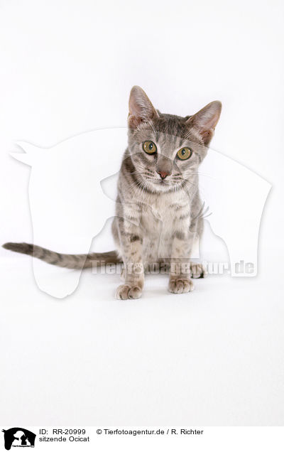 sitzende Ocicat / sitting Ocicat / RR-20999