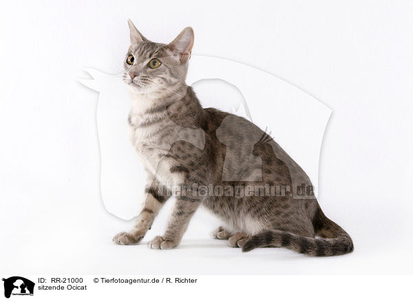 sitzende Ocicat / sitting Ocicat / RR-21000