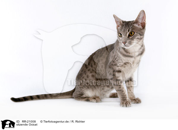 sitzende Ocicat / sitting Ocicat / RR-21008