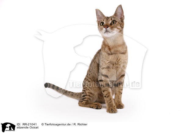 sitzende Ocicat / sitting Ocicat / RR-21041