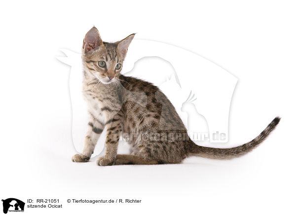 sitzende Ocicat / sitting Ocicat / RR-21051