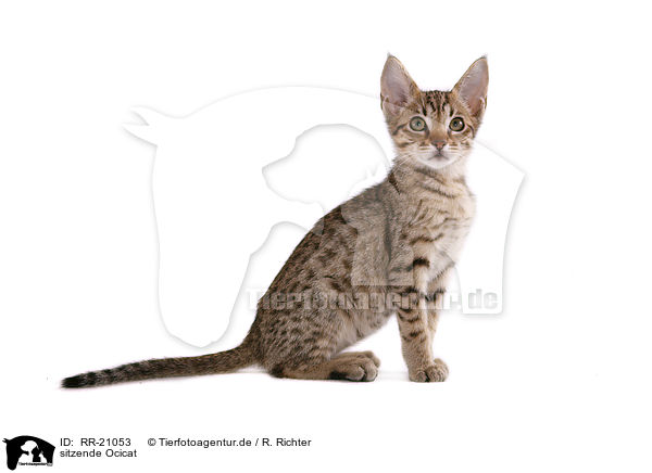 sitzende Ocicat / sitting Ocicat / RR-21053