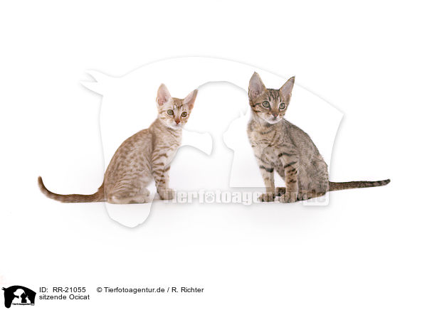 sitzende Ocicat / sitting Ocicat / RR-21055