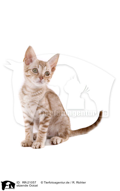 sitzende Ocicat / sitting Ocicat / RR-21057