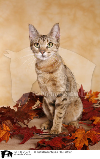 sitzende Ocicat / sitting Ocicat / RR-21077