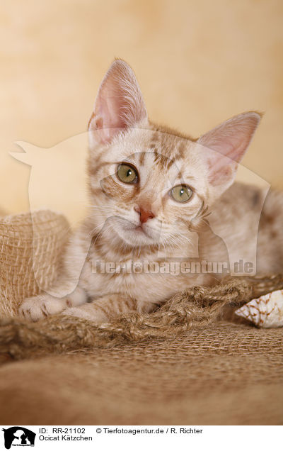 Ocicat Ktzchen / Ocicat kitten / RR-21102