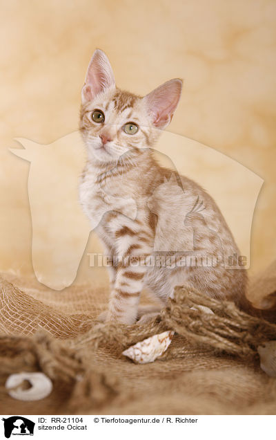 sitzende Ocicat / sitting Ocicat / RR-21104