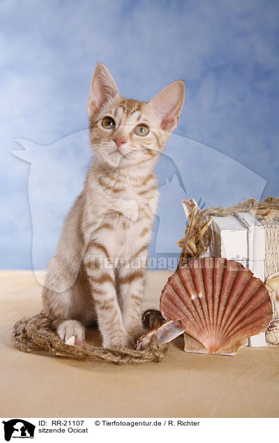 sitzende Ocicat / sitting Ocicat / RR-21107