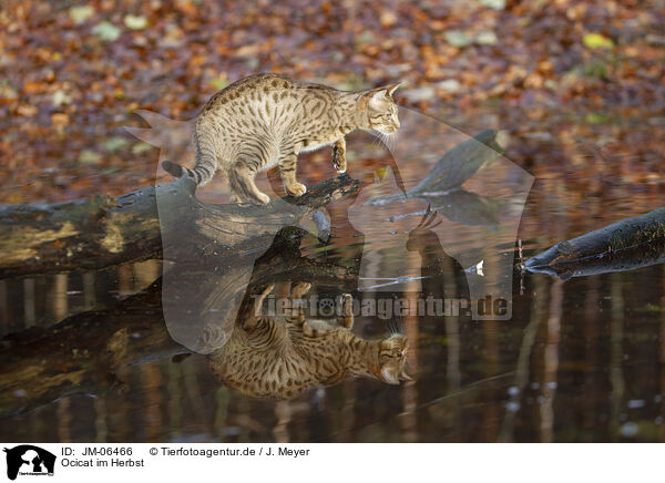 Ocicat im Herbst / Ocicat in autums / JM-06466