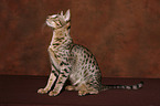 Ocicat