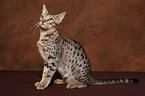 Ocicat