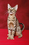 Ocicat