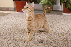 stehende Ocicat