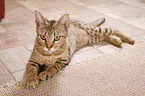 Ocicat