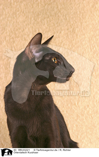 Orientalisch Kurzhaar / Oriental Shorthair Portrait / RR-03221