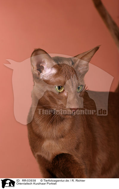 Orientalisch Kurzhaar Portrait / Oriental Shorthair Portrait / RR-03938